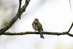 Common chaffinch sits on a tree. Beautiful songbird Common chaffinch in wildlife. The common chaffinch or simply the chaffinch, latin name Fringilla coelebs. photo