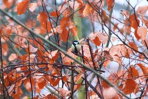 tit azul parus caeruleus sentado en una rama en la temporada de otoño foto