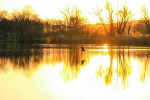 gray heron flying over Danube River bathed in the colors of the golden hour of sunset. photo