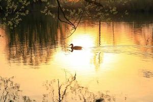 pato salvaje nadando en un lago dorado mientras la puesta de sol se refleja en el agua. imagen minimalista con silueta de ave acuática. foto