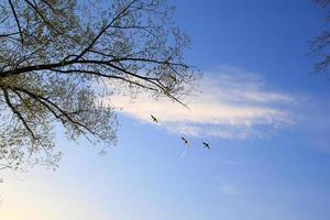 flying ducks against an evening landscape photo