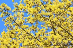 pinzón común se sienta en un árbol amarillo. hermoso pájaro cantor pinzón común en la vida silvestre. vista de abajo hacia arriba foto