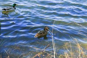 a pair of ducks with chicken are floating on Danube river photo