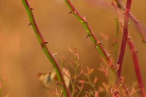 thorny dog rose branches. Green wild rose branch with many little and big sharp and poitny orange thorns photo