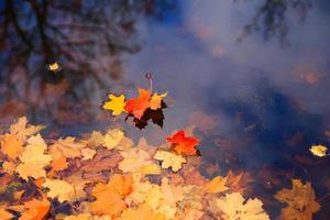 Autumn yellow maple leaves over blue water with reflection of trees in it photo