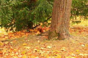 Portrait of Eurasian red squirrel climbing on tree and eating acorn photo