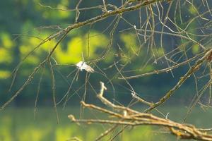 bird feather stuck into tree branches photo