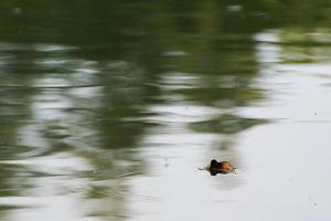 yellow leaf floating on water near the river stream photo