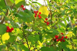 wild berries in the forest near the river photo