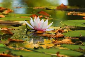 Picturesque leaves of water lilies and colorful maple leaves on water in pond, autumn season, autumn background photo