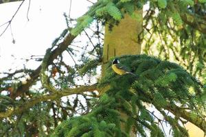 robin bird on autumn tree leaves in the park photo