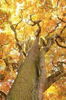 old oak tree branches in autumn season photo