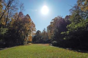 autumn leaves and trees in the park photo