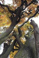 old oak tree branches in autumn season photo