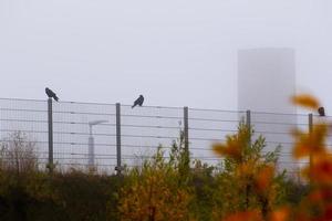 cuervo sentado en la valla en la niebla de la ciudad foto