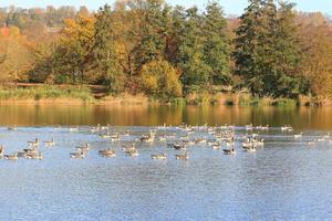 patos salvajes en el lago cerca del río Danubio en Alemania foto