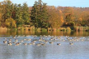 patos salvajes en el lago cerca del río Danubio en Alemania foto