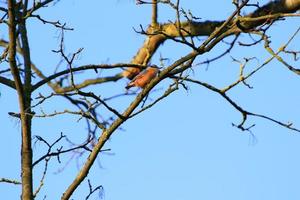 el trepador euroasiático o trepador de madera sitta europaea es un pequeño pájaro paseriforme de espalda azul y naranja en la parte inferior del cuerpo y cabeza blanca con máscara negra foto