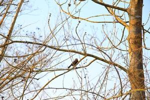 un mirlo común turdus merula sentado en una rama de árbol foto