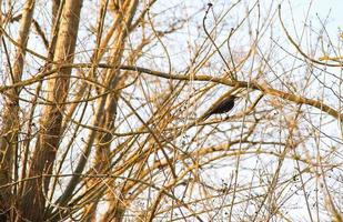 un mirlo común turdus merula sentado en una rama de árbol foto