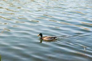 male Mallard duck in the water near Danube river photo