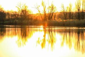 gray heron flying over Danube River bathed in the colors of the golden hour of sunset. photo