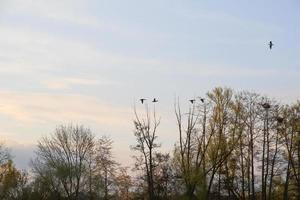 flying ducks against an evening landscape photo