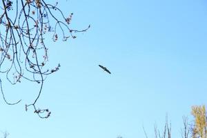 Grey heron bird Ardea cinerea flying near Danube river photo