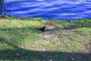 A female blackbird looking for food on the ground photo