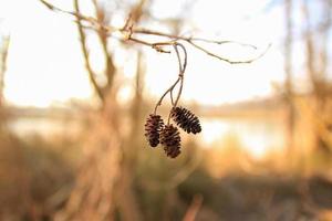 close up of Alder cones alnus glutinosa photo