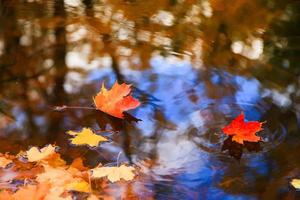 Autumn yellow maple leaves over blue water with reflection of trees in it photo