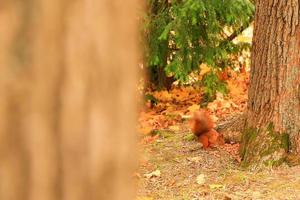 Portrait of Eurasian red squirrel climbing on tree and eating acorn photo