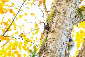 retrato de ardilla roja euroasiática trepando a un árbol en un día de otoño foto