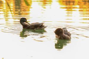 wild ducks on the lake near danube river in Germany photo