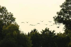 flock of wild geese silhouette on a sunset sky photo