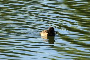 wild ducks on the lake near danube river in Germany photo