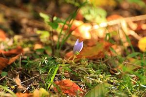 Crocus flower in the park in autumn season photo