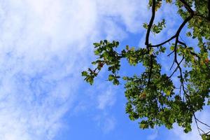tree branches with blue sky background photo