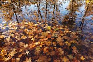 hoja de arce de otoño de octubre flotando en el agua foto
