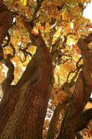 old oak tree branches in autumn season in the park photo