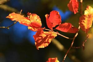 autumn trees and leaves with colorful foliage in the park. photo