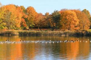 wild ducks on the lake near danube river in Germany photo