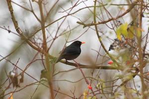 blackbird sitting on a tree branch in winter time photo