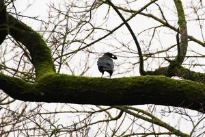 Black Crow sitting on a tree branch while holding walnut nut in open beak during autumn season photo