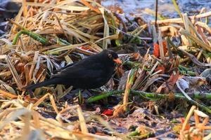 A male blackbird Turdus merula looking for food on the ground photo