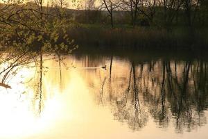 somormujo lavanco nadando en un lago dorado mientras la puesta de sol se refleja en el agua. imagen minimalista con silueta de ave acuática. foto