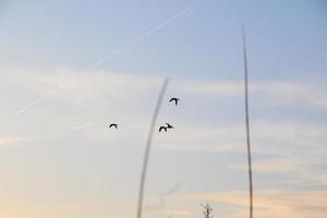 flying ducks against an evening landscape