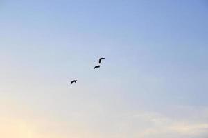 flying ducks against an evening landscape