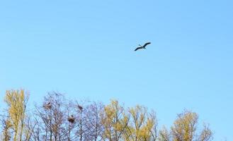 Grey heron bird Ardea cinerea flying near Danube river photo