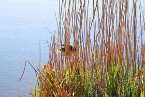 portrait of a coot duck bird swimming on Danube river photo